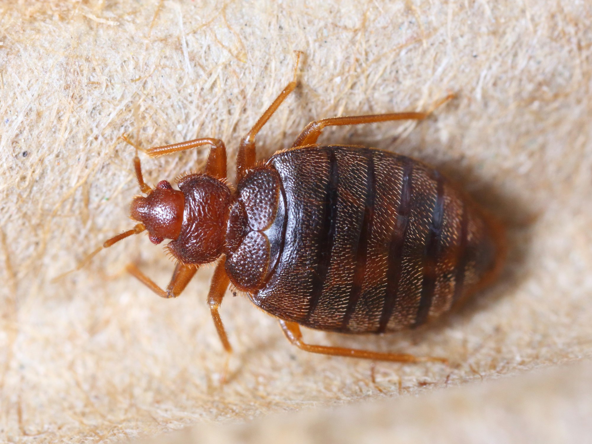 Bed Bug Control